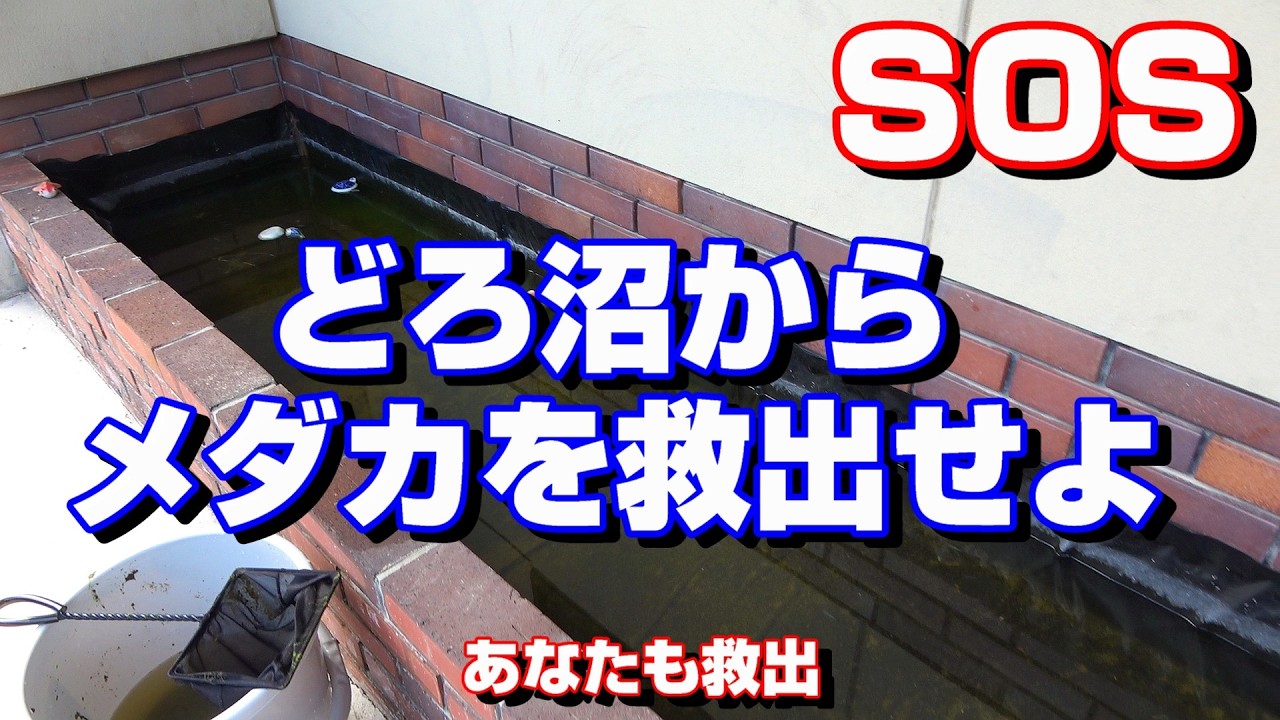 メダカを救出せよ！【雑談】➡ あなたの家族も救われるかも・・・
