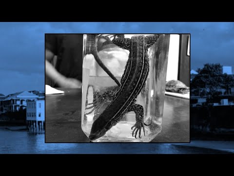 Seis Lunas - Borriguero 🇵🇦 #BellacoEP