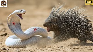 Steel Thorns vs. Venomous Fangs | The Fierce Battle Between Porcupine and King Cobra!