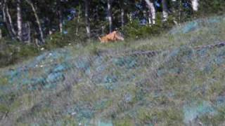preview picture of video 'Japanese red fox at Shiretoko National Park'