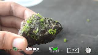 cara tanam moss dalam batu, star moss bahan