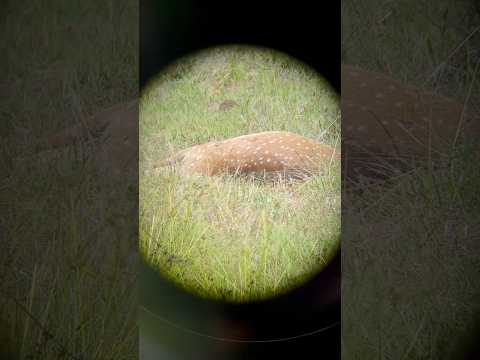 We Hunted A Chital Deer For Meat & The Rest Of The Mob Had No Clue!