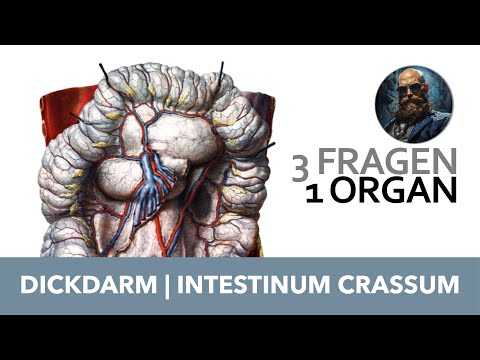 3 Fragen 1 Organ Dickdarm, Intestinum crassum | Anatomie Prüfung