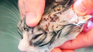 Graphic Flea infestation in kitten