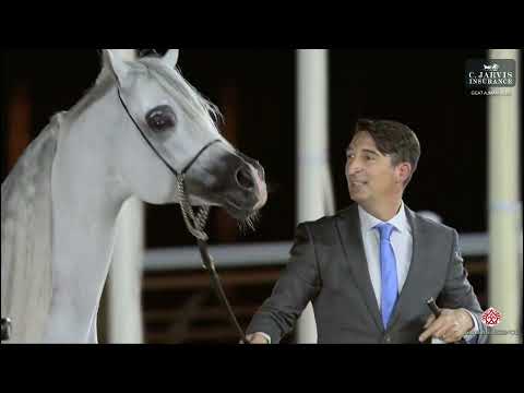 N 151 D SERAJ   GCAT Ajman 2025   Senior Stallions Class 6C