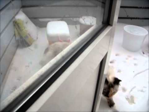 Ragdoll cats in the snow