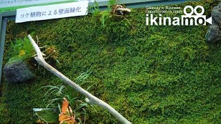 コケで緑化を！地方の土地を有効活用して推進しする会社