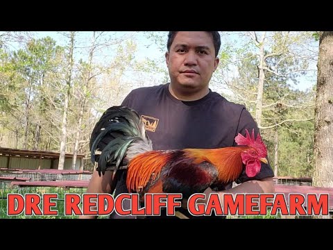 DRE REDCLIFF GAMEFARM - Adrian Francisco - Georgia