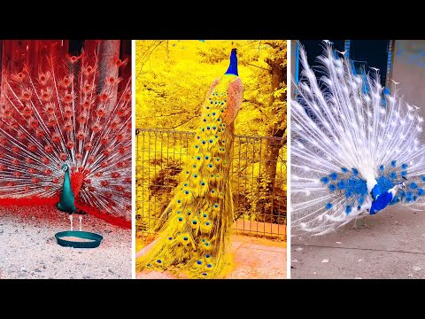 Peacock In The Wind, Beautiful, Colourful, Natural Peacocks Video #03