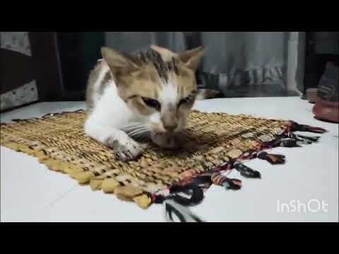 Mano ab nahi rahi 😭