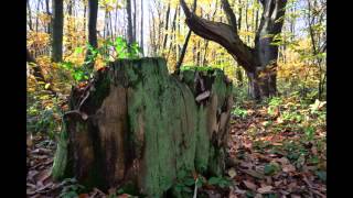 Autumn Colours - Music by Jeff Beck - Drown In My Own Tears