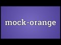 Mock-orange Meaning