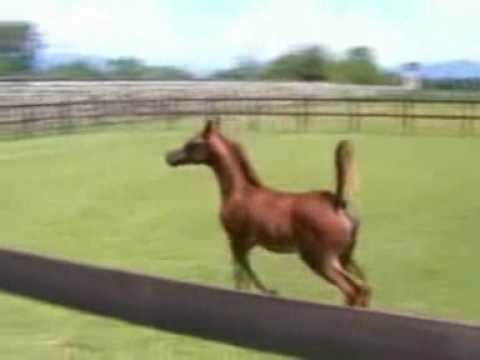 Siwa El Shams (Ajaman Moniscione x Papeete)