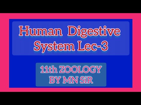 L3 HUMAN DIGESTIVE SYSTEM PART-2  | DIGESTION AND ABSORPTION | CLASS 11 ZOOLOGY | MNCI | MN SIR