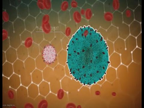 Механизм действия ВИЧ-инфекции. Стадии разрушения иммунной системы