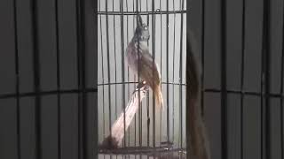 Download lagu tepus tunggir merah suara mirip cak rowo😁 mp3 Download lagu tepus tunggir merah suara mirip cak rowo😁 mp3