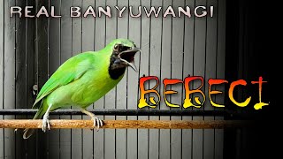Download lagu REAL BANYUWANGI || CUCAK IJO GACOR SUARA BEBECI KHAS ALAS PURWO mp3