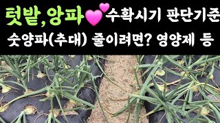 텃밭  양파???? 수확시기 판단 기준? 숫양파(추대) 줄이려면? 지금 영양제(4종복비) 살포한다면?