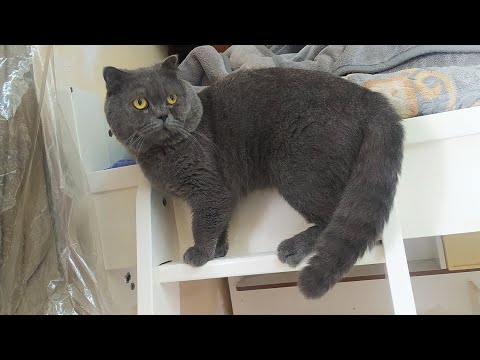 Scottish short hair male cat Grey#cat #shortvideo #4k #scottishfold