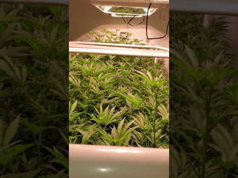 Indoor Korean Natural Farming (KNF)