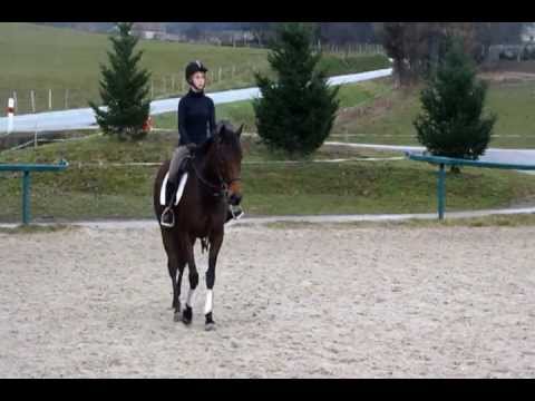 A vendre cheval CCE: UNANIME DU MAGAY, AQPS, 5 ans