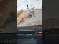 Orange Cat Annoy Grey Cat Fight Sound Graphs Catsoftiktok Catmusic Catmemes Soundeffects