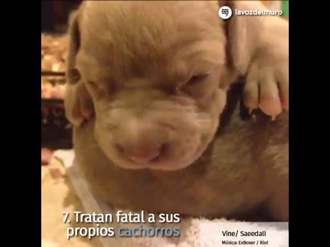 Estas son 10 mentiras que se dicen sobre los Pitbull !!