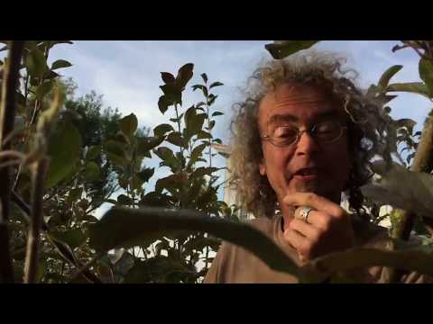 webnatur YouTube-Vdeominiatur 10