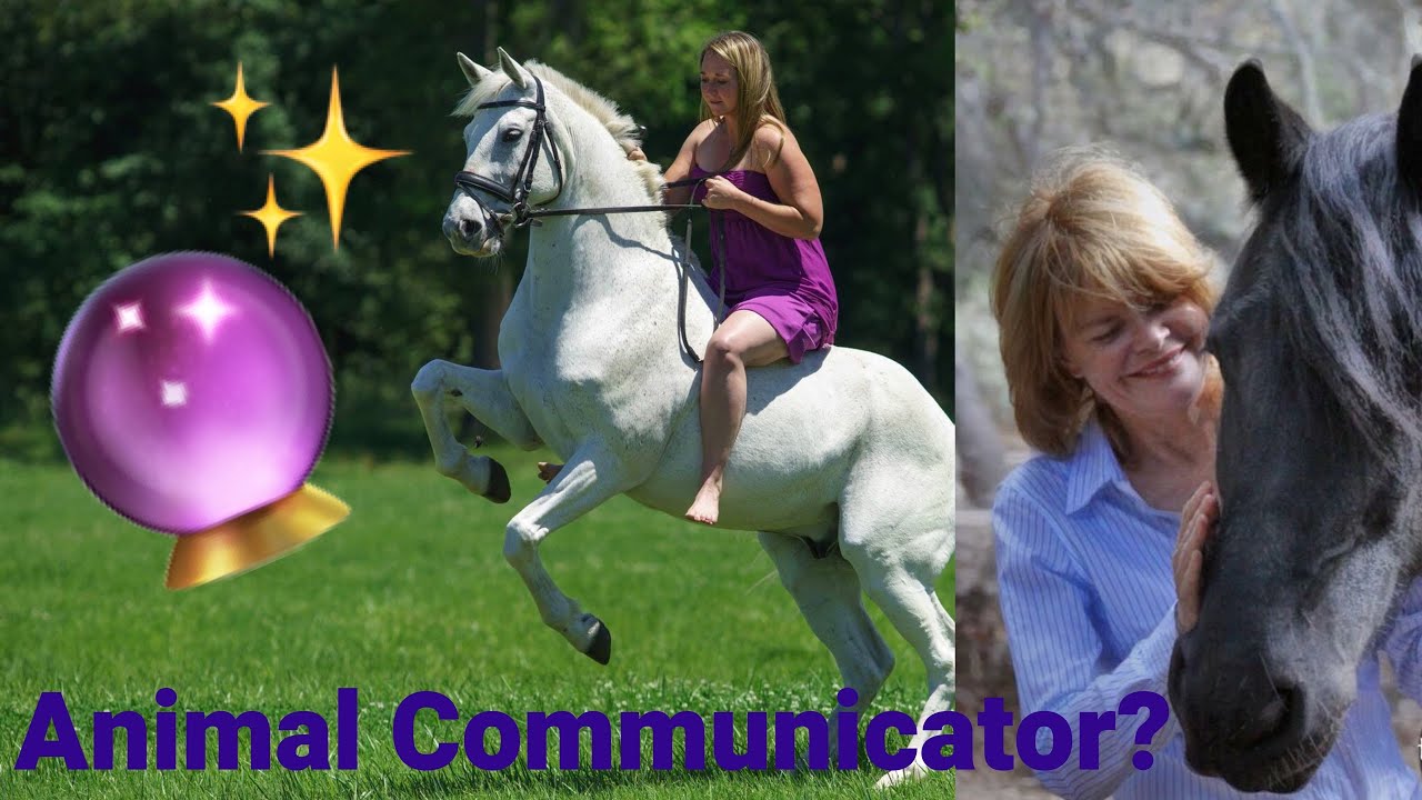 An ANIMAL COMMUNICATOR does a reading on my horse?!
