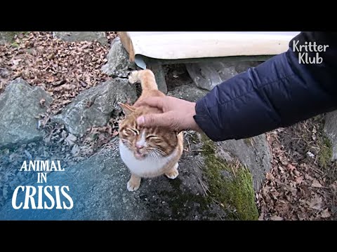 Bullied Cat Bursts Into Tears By A Man's Love Who Became His First Friend | Animal in Crisis EP217