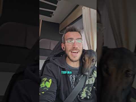 in viaggio #bordercollie #addestramentocani #malinois