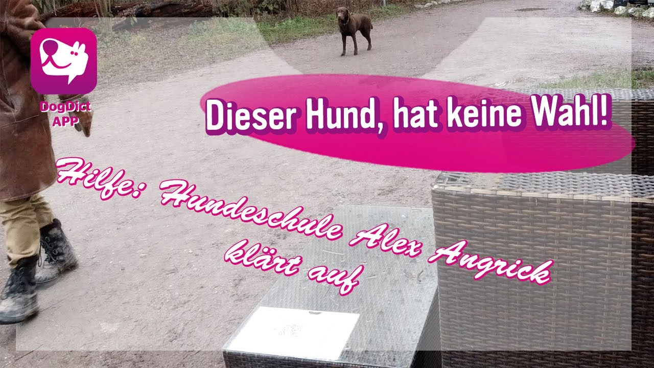 Dieser Hund hat keine Wahl! Hilfe!