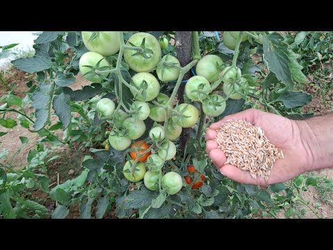 With This Natural Fertilizer Tomatoes Will Explode In Production And Cucumbers Will Grow Crazy