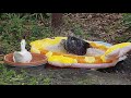 BERT ERNIE GO FOR A SWIM