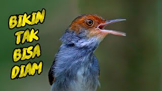 Download lagu 1 JAM MASTERAN PRENJAK KEPALA MERAH GACOR SANGAT AMPUH COCOK PIKAT PRENJAK LAIN IKUTAN NYAUT BUNYI mp3 Download lagu 1 JAM MASTERAN PRENJAK KEPALA MERAH GACOR SANGAT AMPUH COCOK PIKAT PRENJAK LAIN IKUTAN NYAUT BUNYI mp3