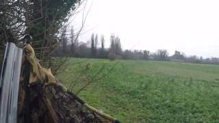 Pigeon Shooting over winter rape 15-2-17