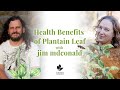 Health Benefits of Plantain Leaf with jim mcdonald