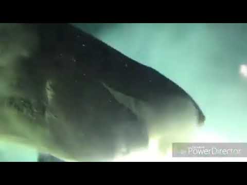 Captan tiburón prehistórico  en golfo de México