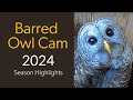 Wild Birds Unlimited Barred Owl Cam 2024 Season Highlights | Cornell Lab