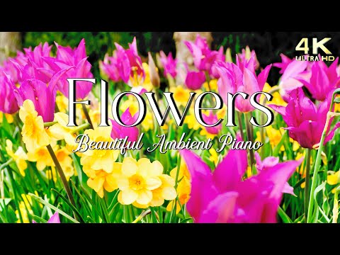 Beautiful Spring Flowers 🌸 Scenery & Relaxing Ambient Piano Music w/ Nature Sounds