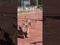 Baby Giraffe Trips and Falls on Face! #shorts