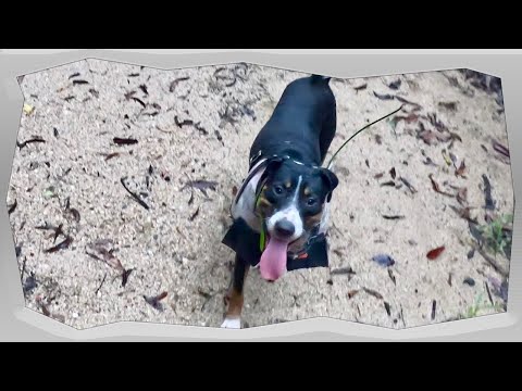 Pitty Pup Comes Pig Hunting