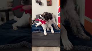 Video preview image #1 Shih-Poo Puppy For Sale in Arlington, VA, USA