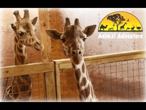 April the Giraffe Cam - Animal Adventure Park