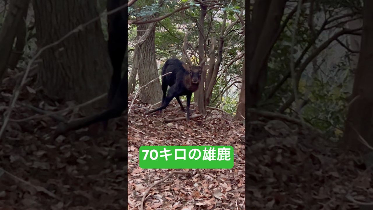 【有害駆除】大きな雄鹿の駆除