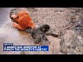 2 Americans arrested after one climbed into Punch the monkey's habitat in Japan