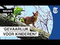 Loslopende ‘mini-cheetah’ maakt woonwijk bang