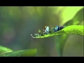 A Bug S Life Teaser