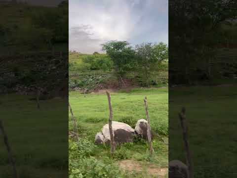 Sítios e fazendas pelos arredores de inga pb 😍🥰💚💚💚