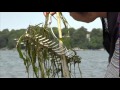 Minnesota Waterways Attack Of The Zebra Mussels